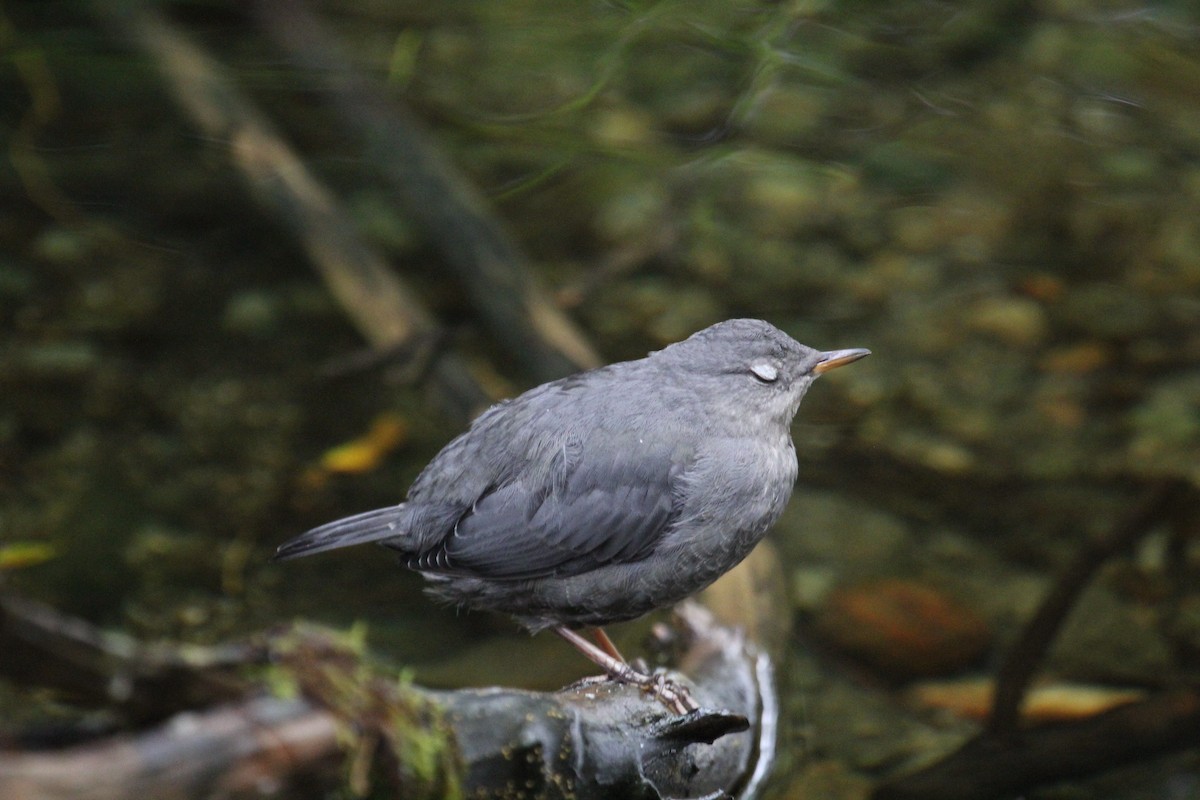 American Dipper - ML641085591