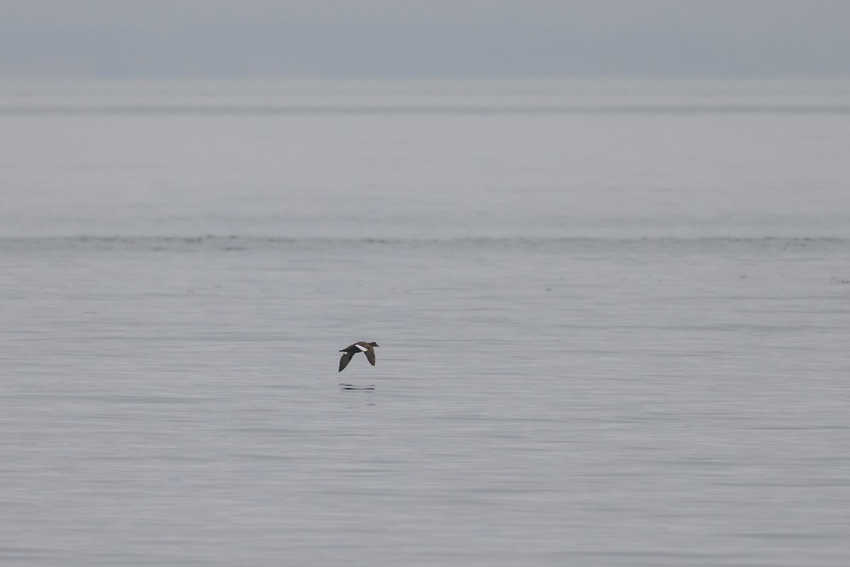 White-winged Scoter - ML641085602
