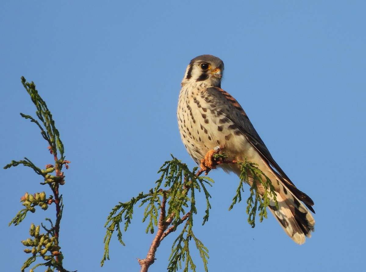 American Kestrel - ML641085638