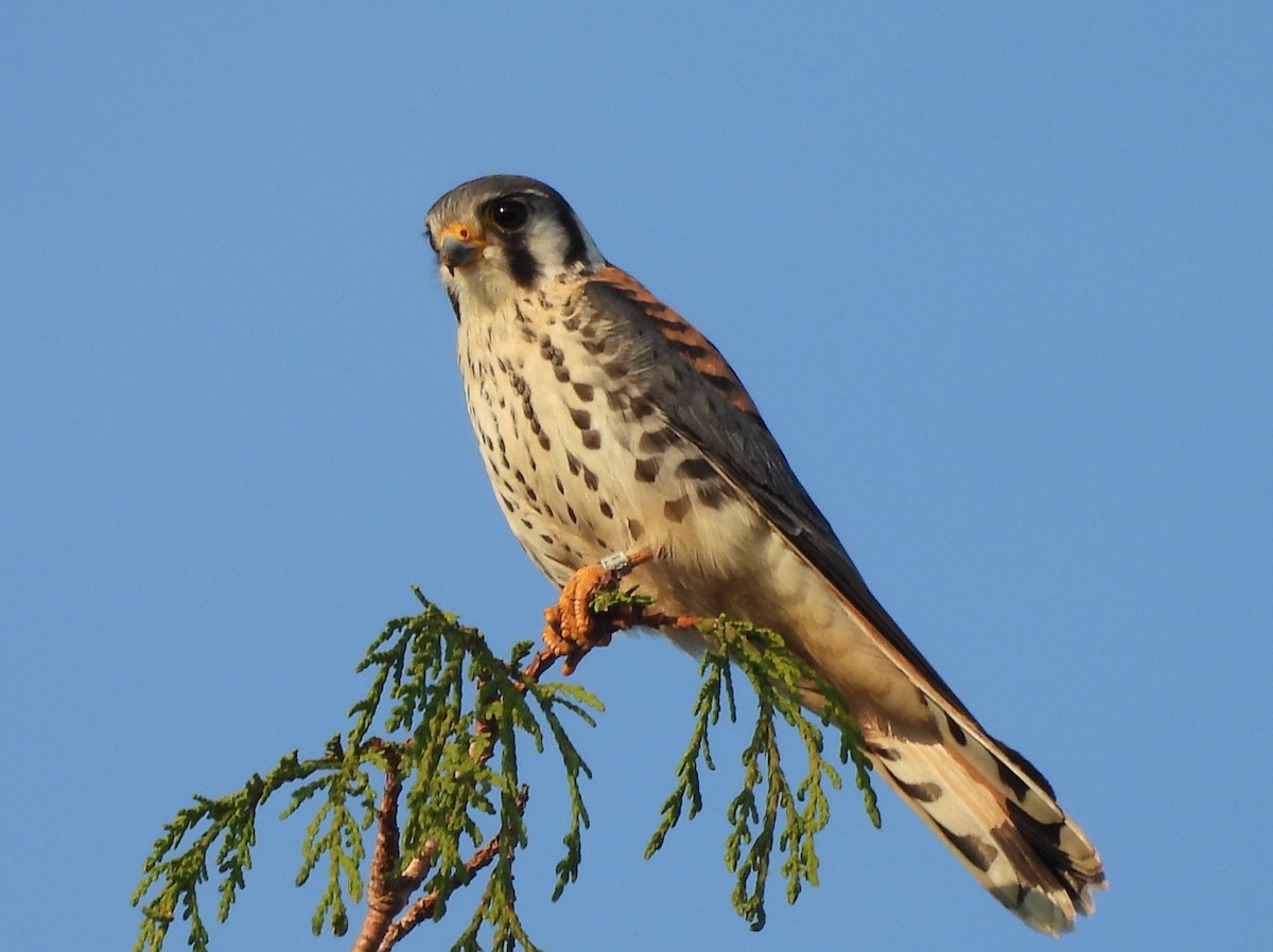 American Kestrel - ML641085639