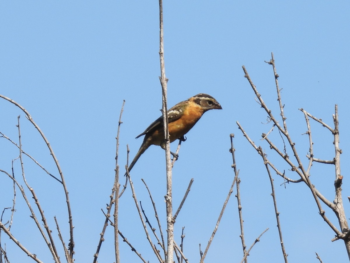 Black-headed Grosbeak - ML641085641