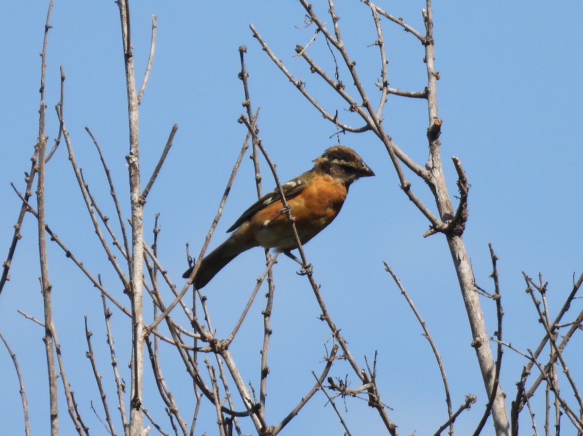 Black-headed Grosbeak - ML641085642