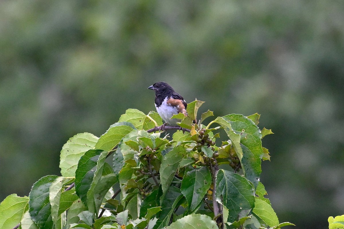 Eastern Towhee - ML641085671