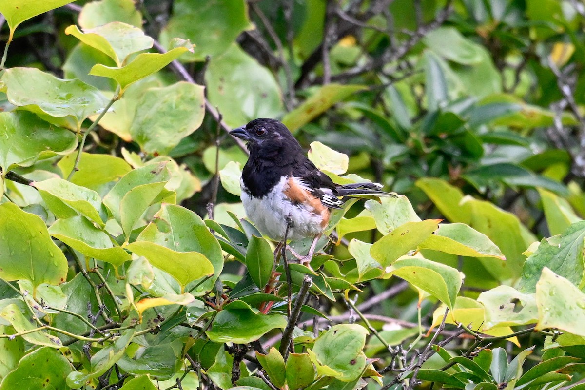 Eastern Towhee - ML641085672