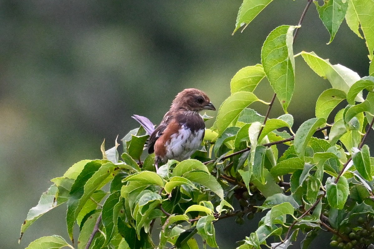 Eastern Towhee - ML641085673