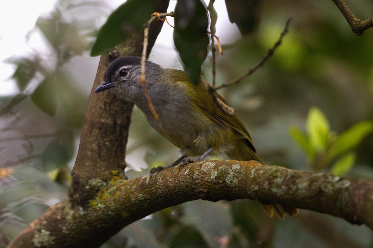 Black-headed Mountain Greenbul - ML641085681