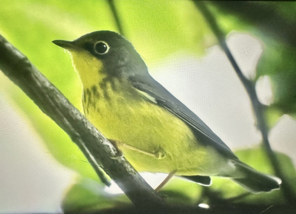Canada Warbler - ML641085694