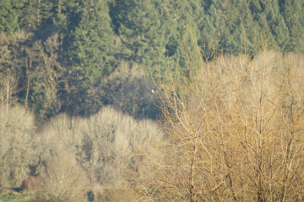 Antzandobi boreala - ML641085695