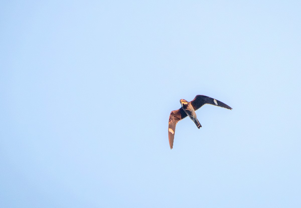 Common Nighthawk - ML641085696