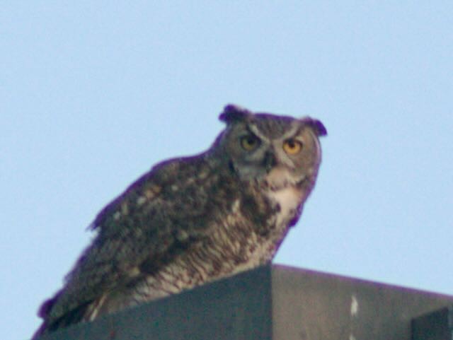 Virginiauhu - ML641085703