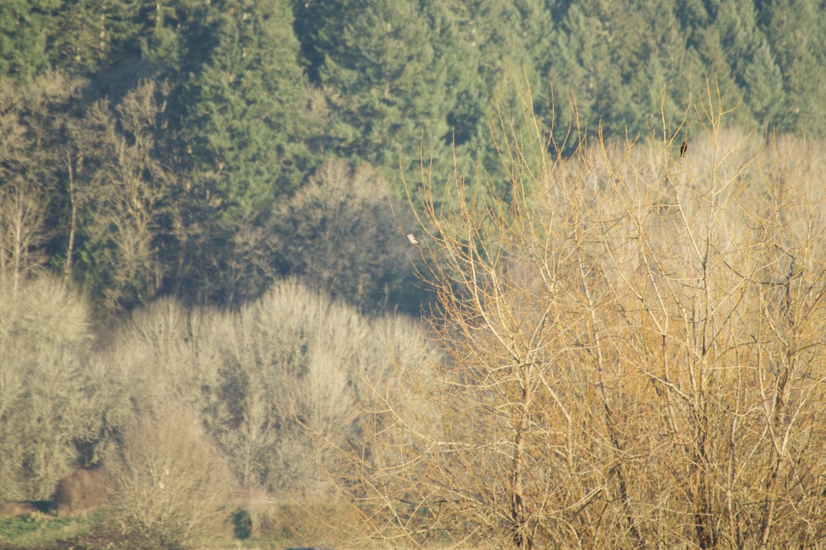 Antzandobi boreala - ML641085712