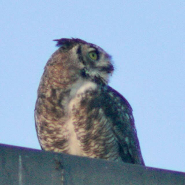Virginiauhu - ML641085717