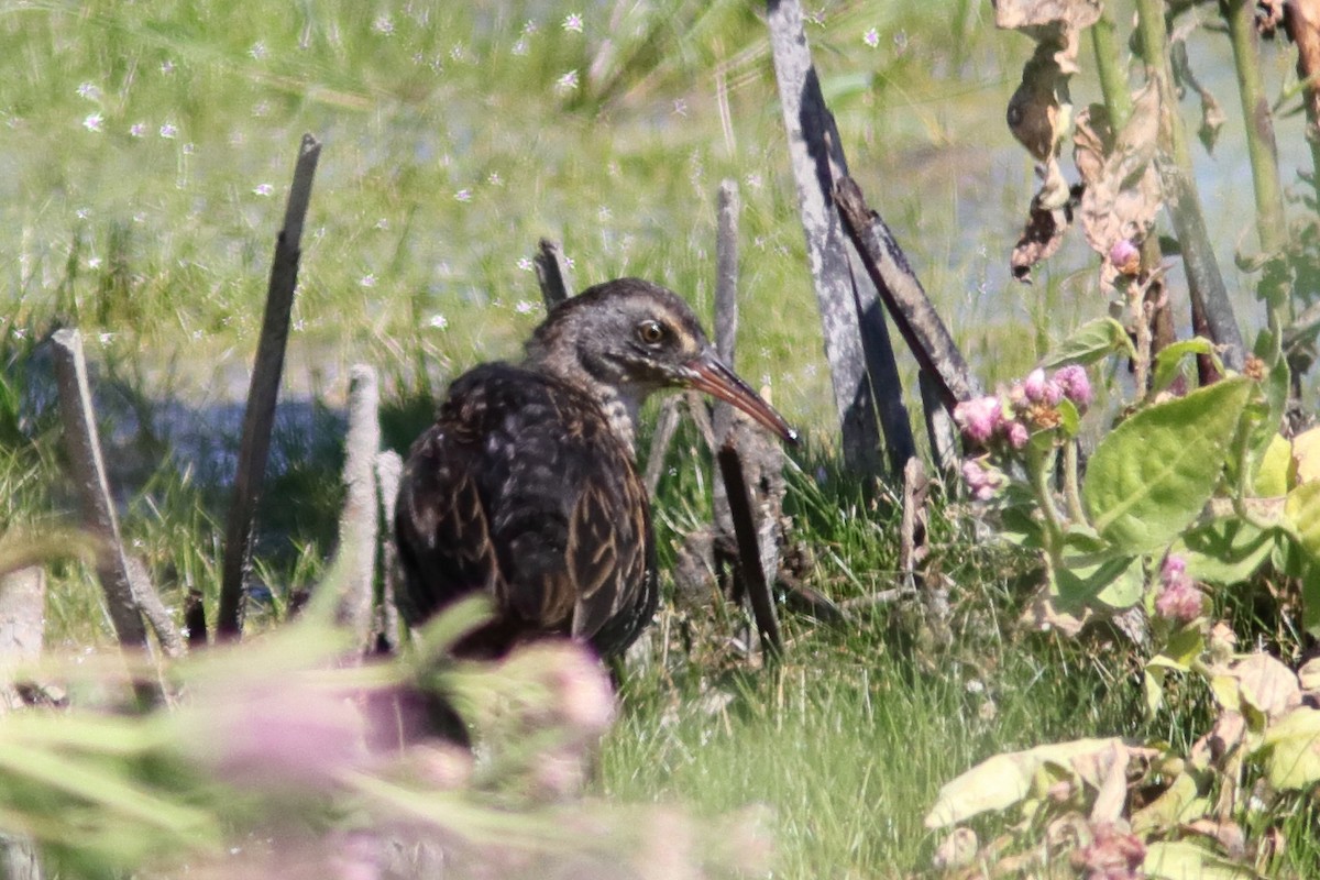 Virginia Rail - ML641085746