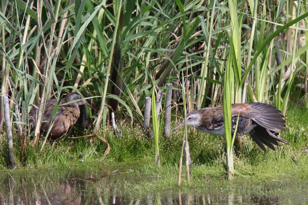 Virginia Rail - ML641085747