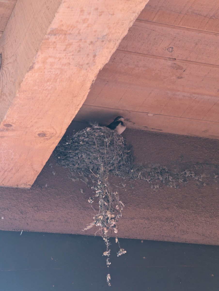 Barn Swallow - ML641085757