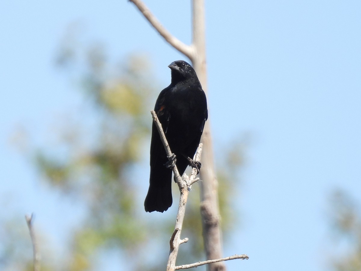 Red-winged Blackbird - ML641085760