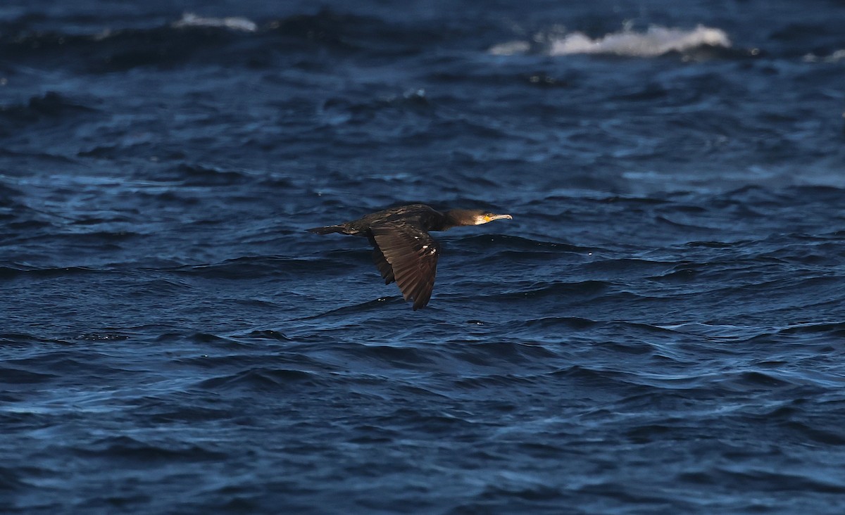 Great Cormorant - ML641085763