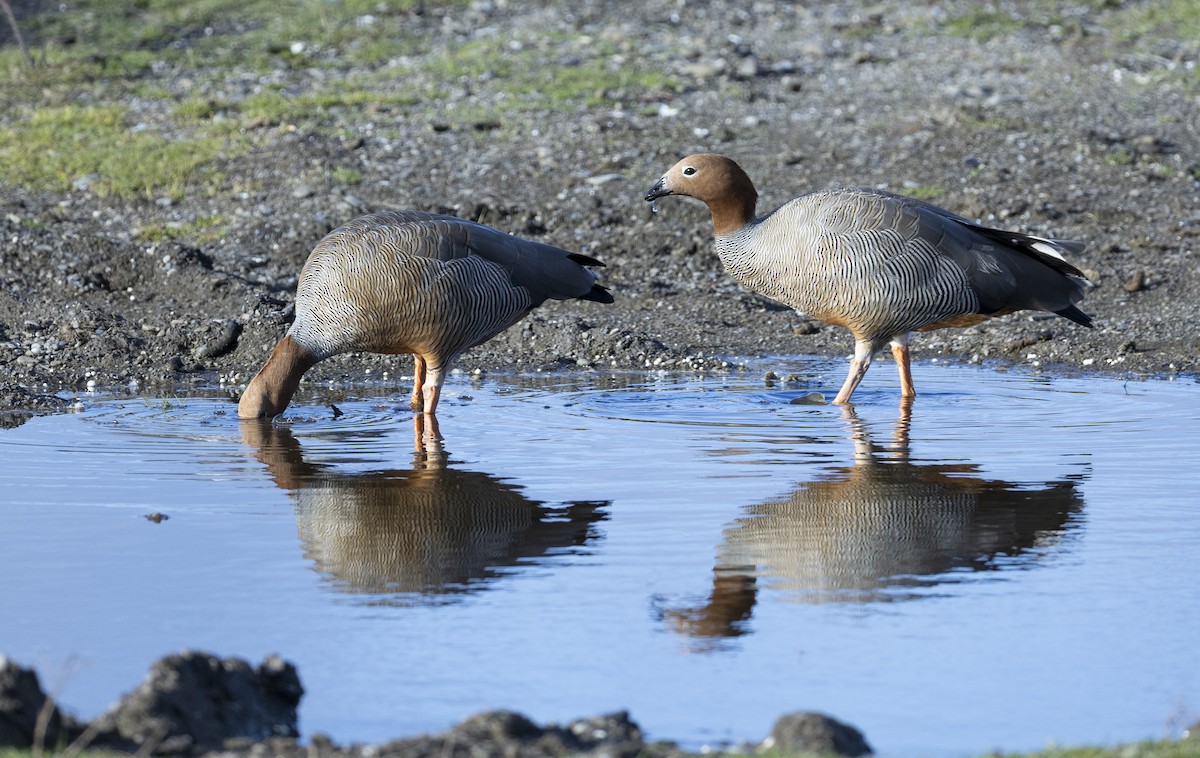 Ruddy-headed Goose - ML641085768