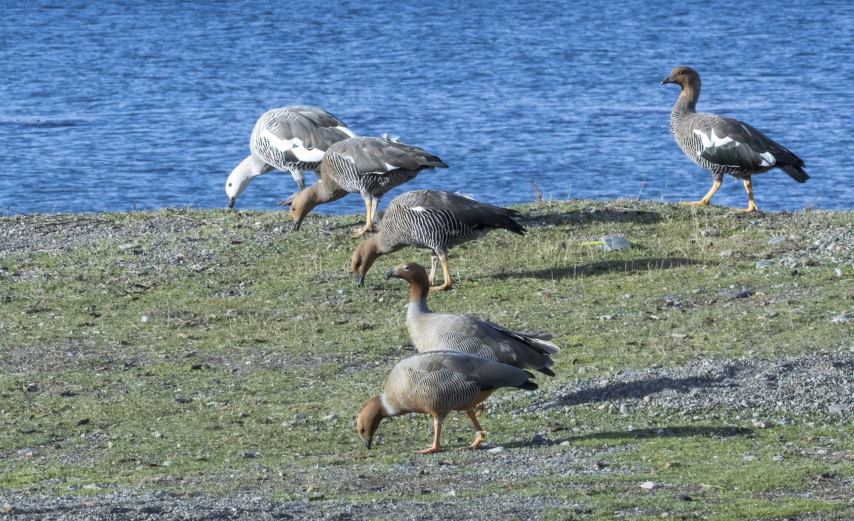 Ruddy-headed Goose - ML641085769