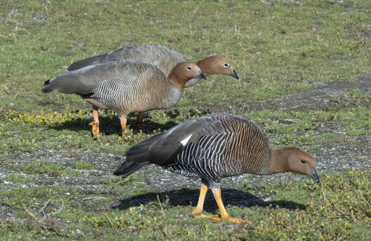 Ruddy-headed Goose - ML641085770