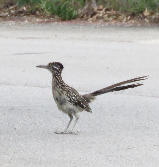 Greater Roadrunner - ML641085796