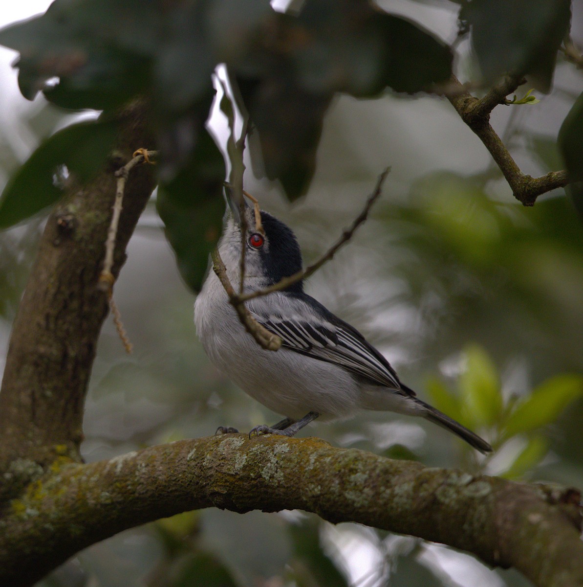 Black-backed Puffback - ML641085798