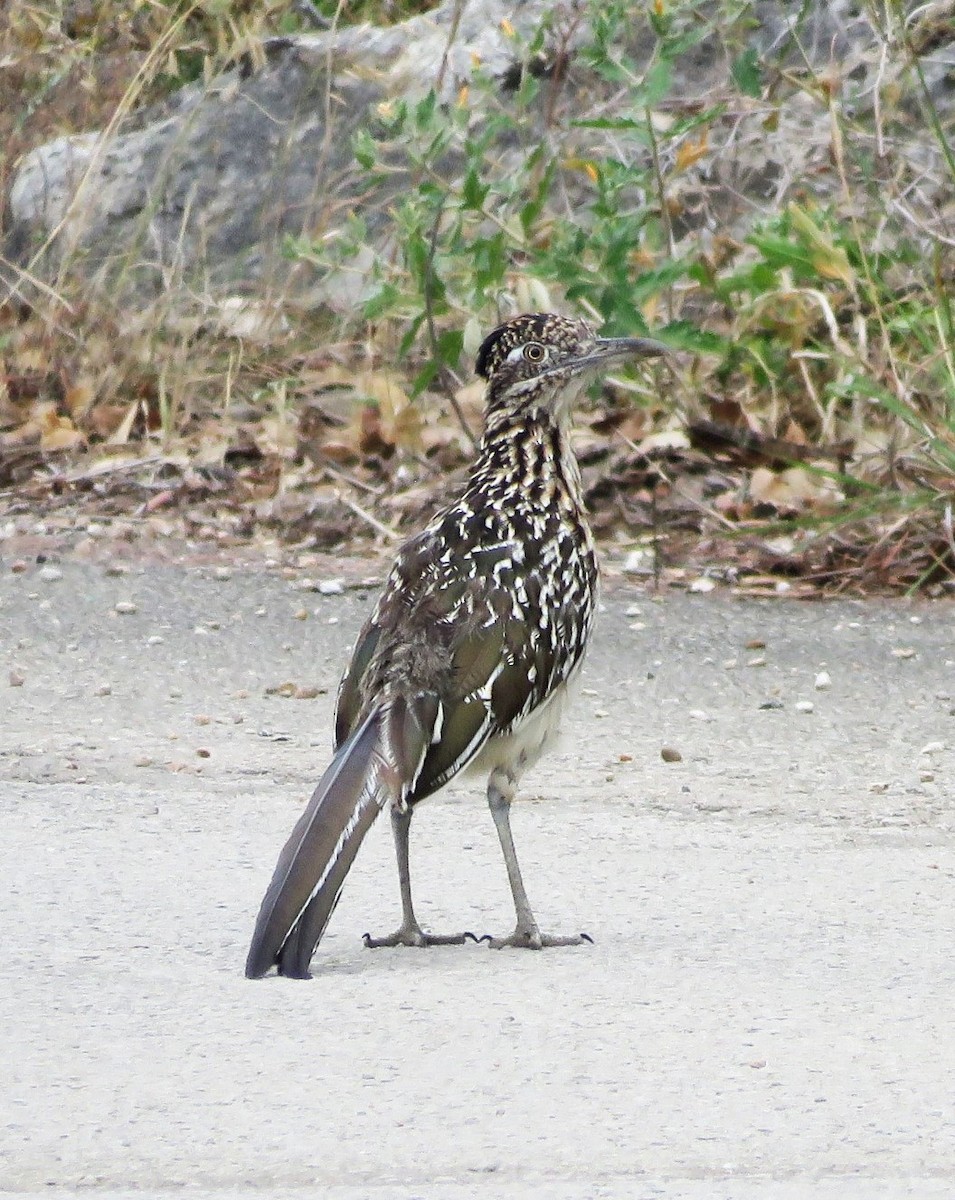 Greater Roadrunner - ML641085805