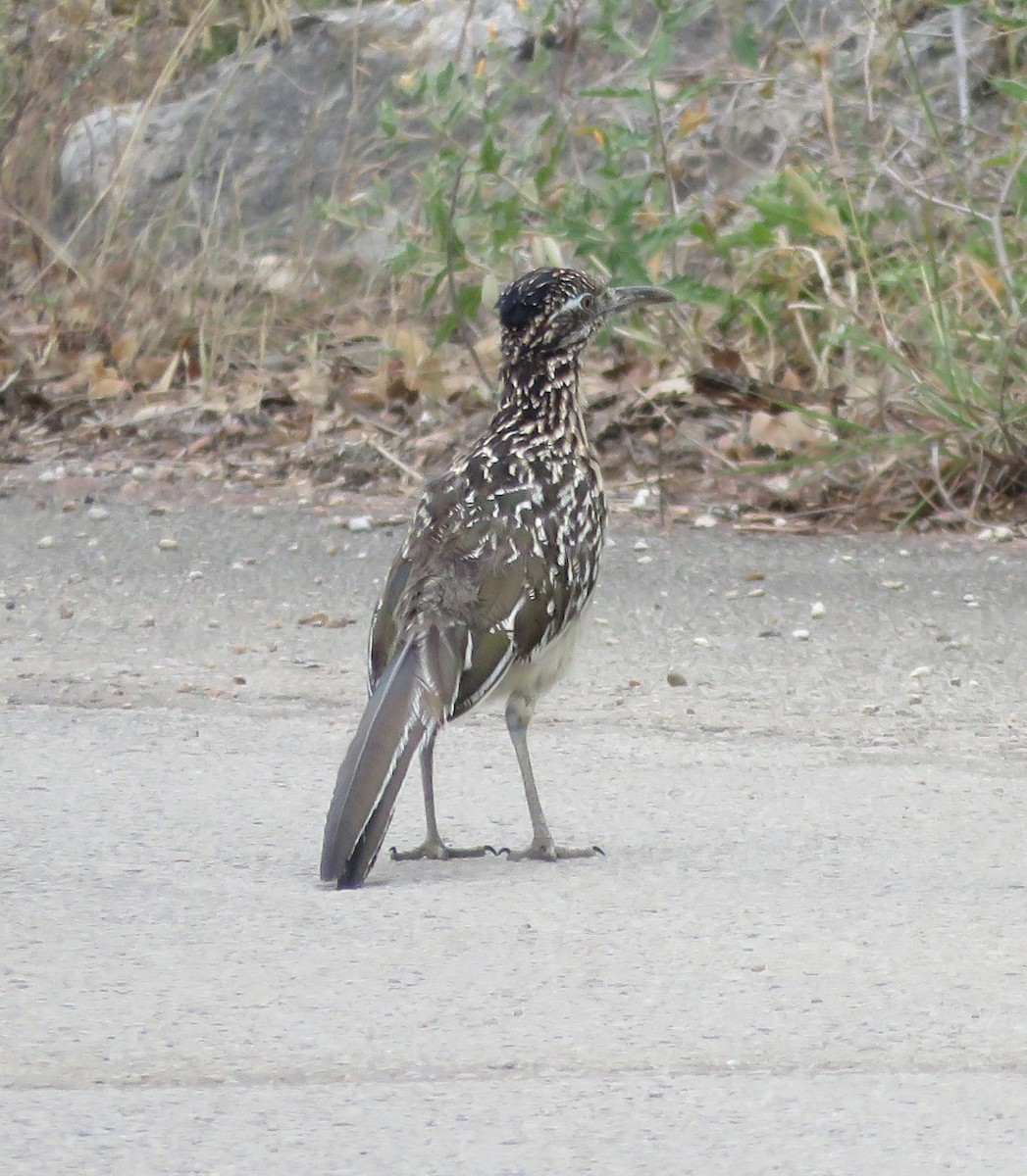 Greater Roadrunner - ML641085818