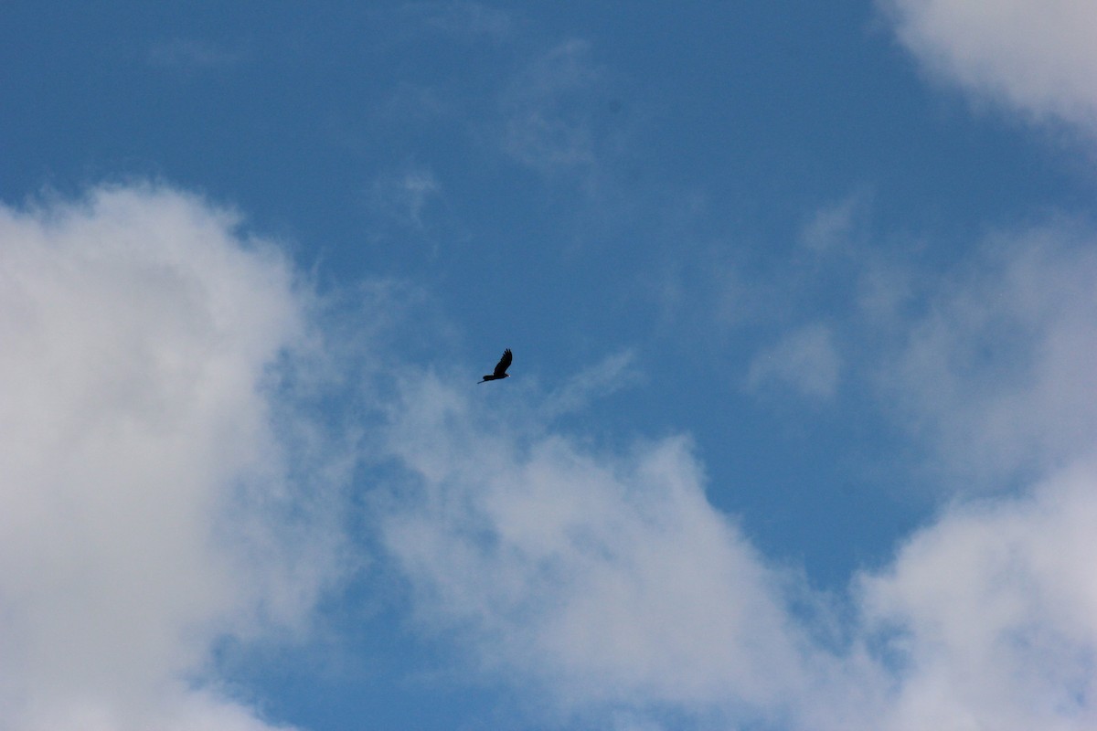 Cooper's Hawk - ML641085828