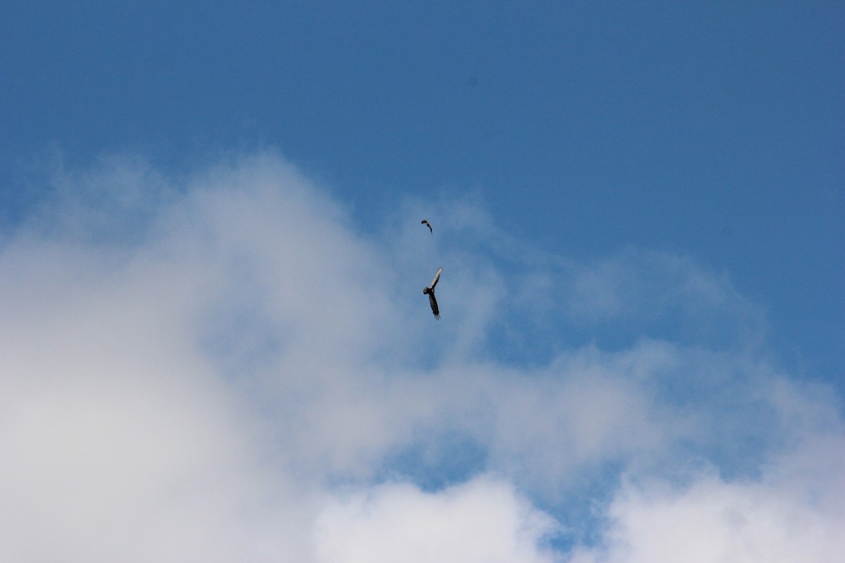 Cooper's Hawk - ML641085829