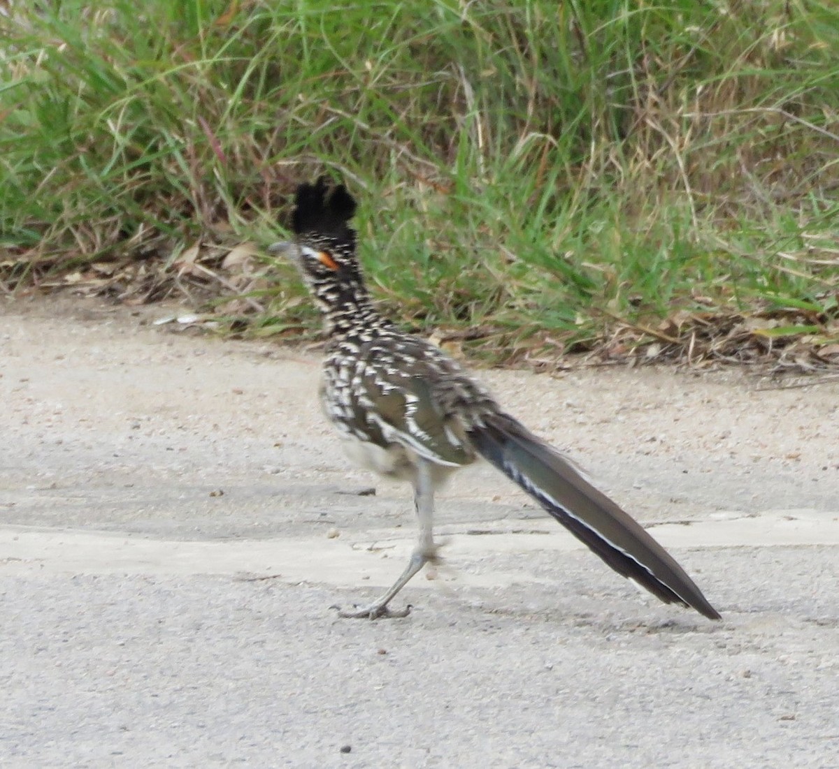 Greater Roadrunner - ML641085830