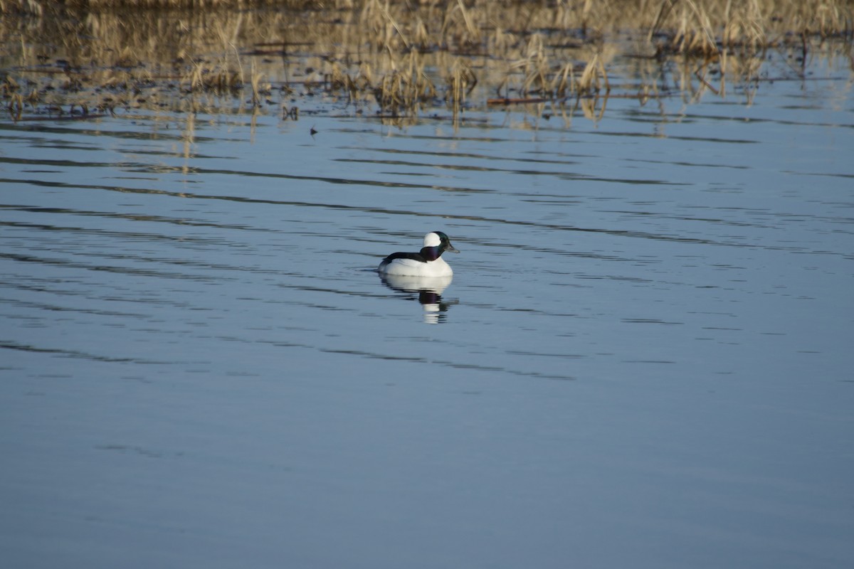 Bufflehead - ML641085834