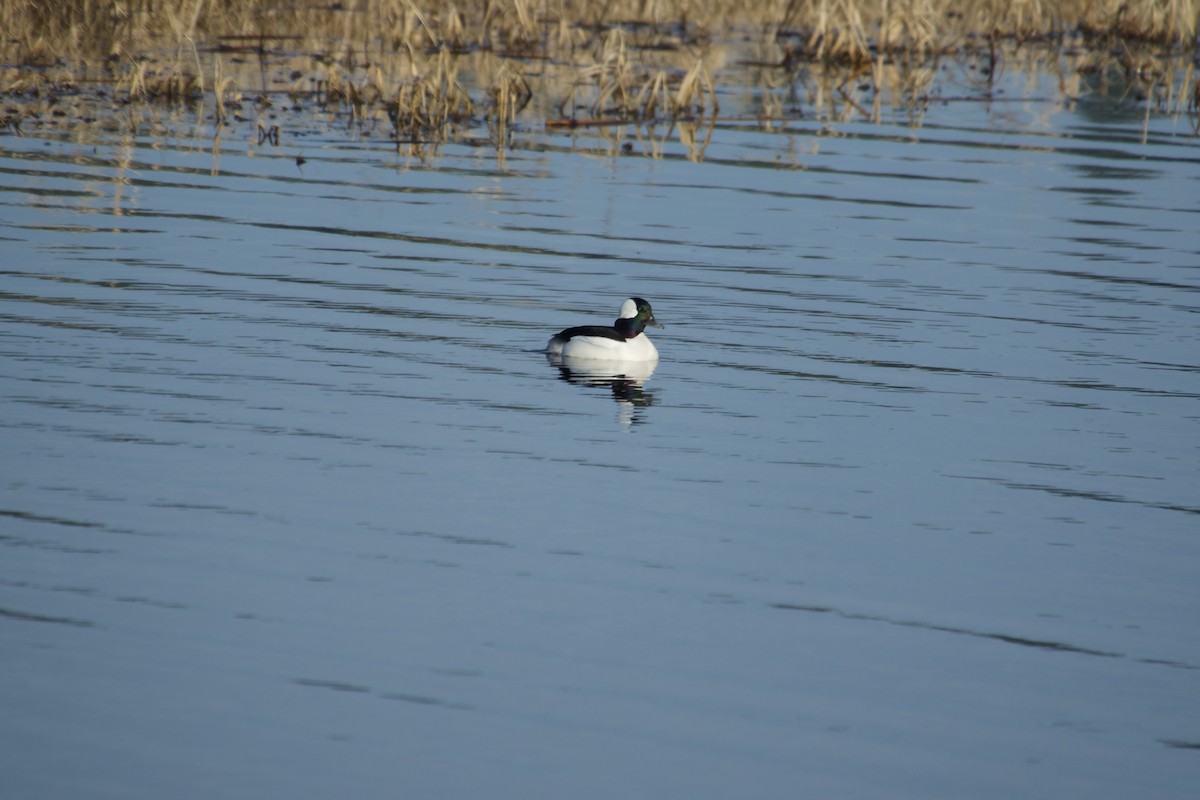 Bufflehead - ML641085835