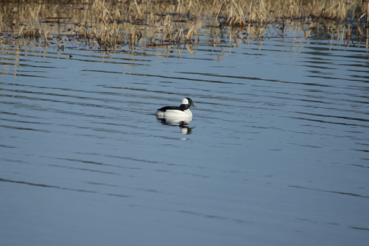 Bufflehead - ML641085837