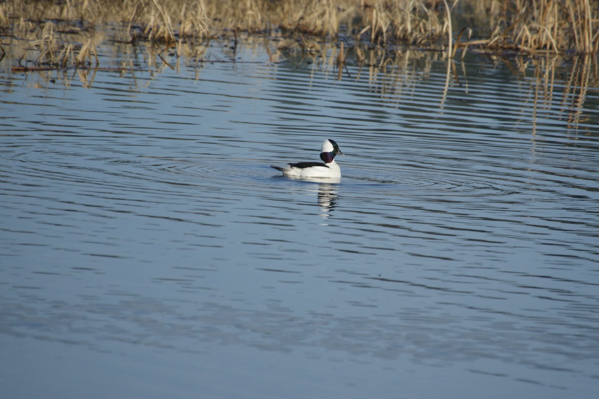 Bufflehead - ML641085840