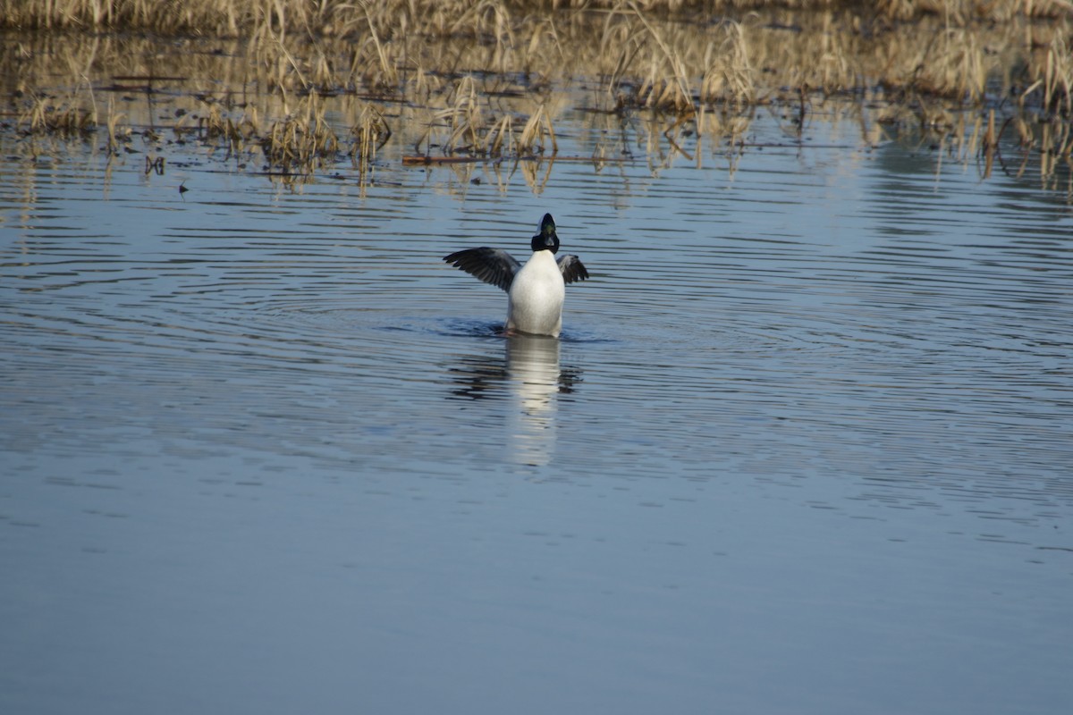 Bufflehead - ML641085845
