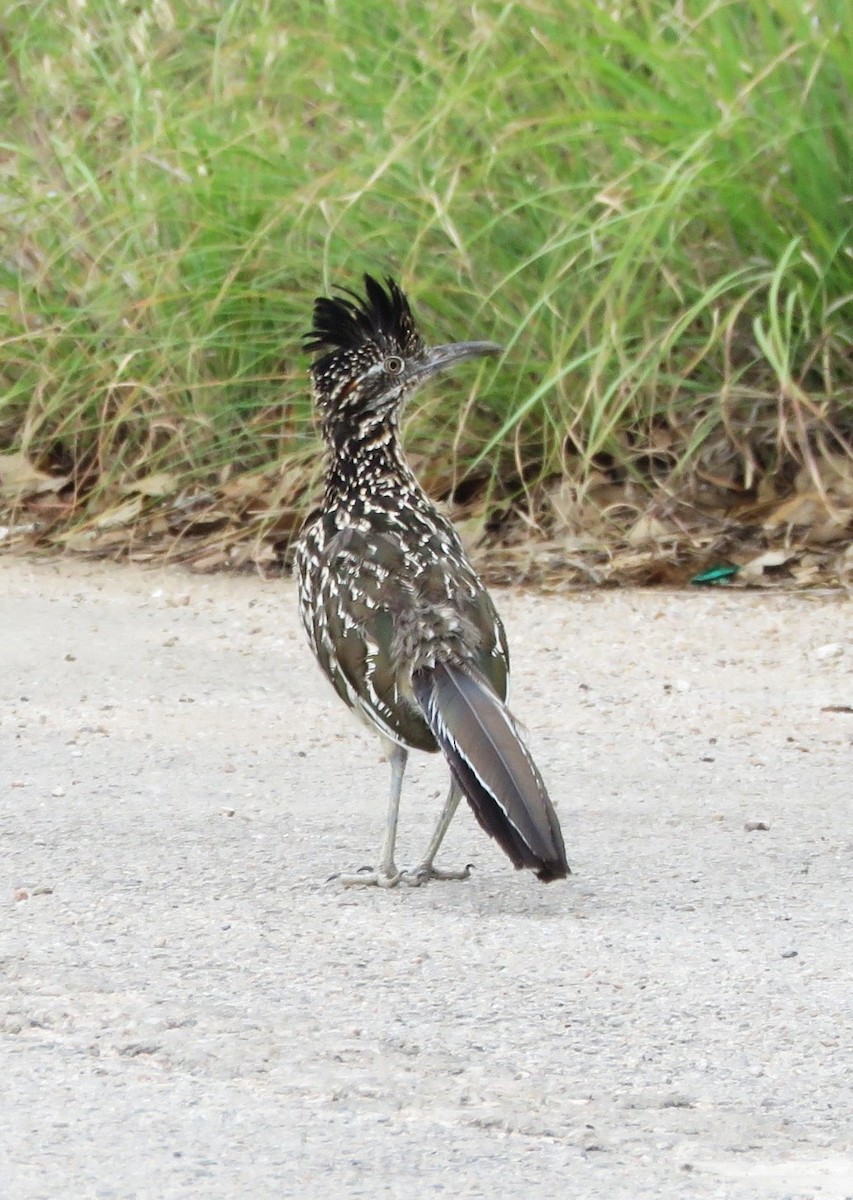 Greater Roadrunner - ML641085851
