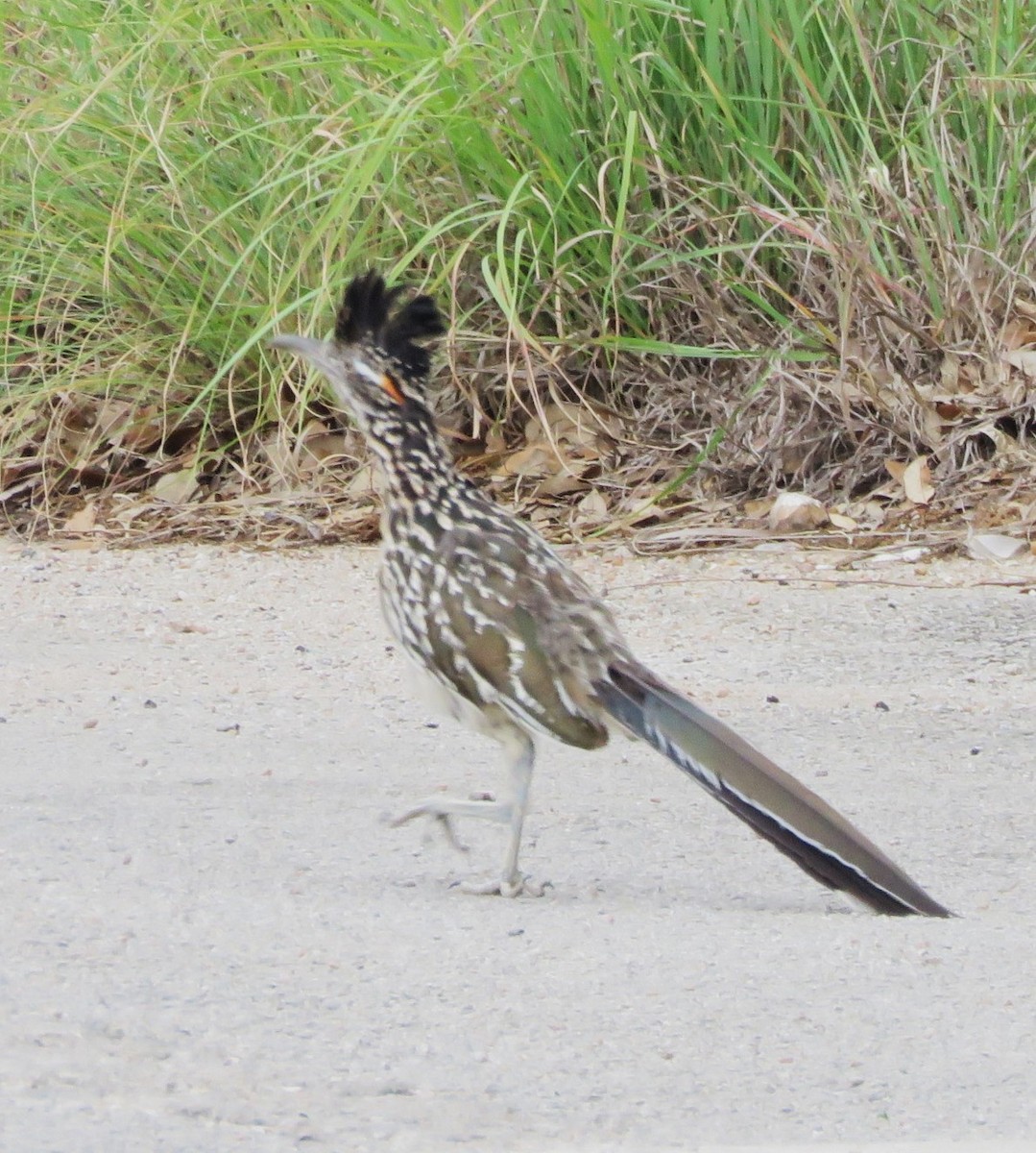 Greater Roadrunner - ML641085860