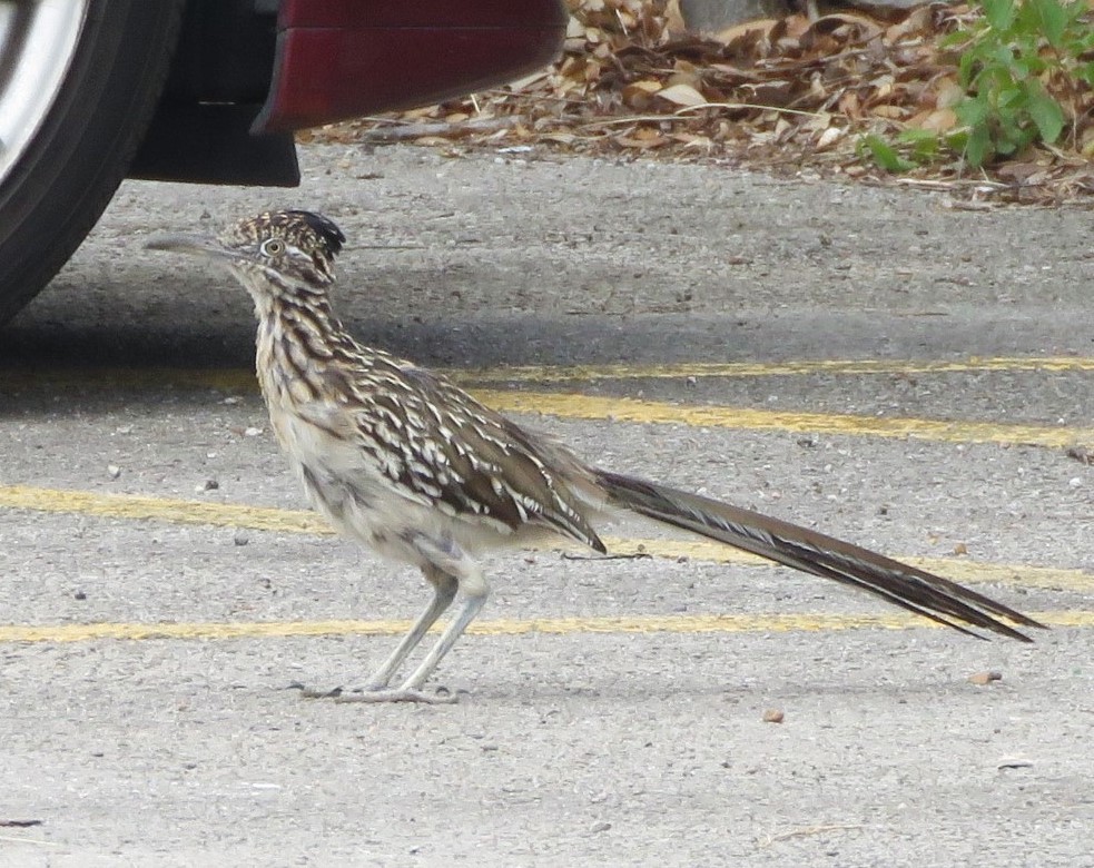 Greater Roadrunner - ML641085881