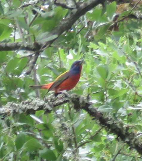 Painted Bunting - ML641085901