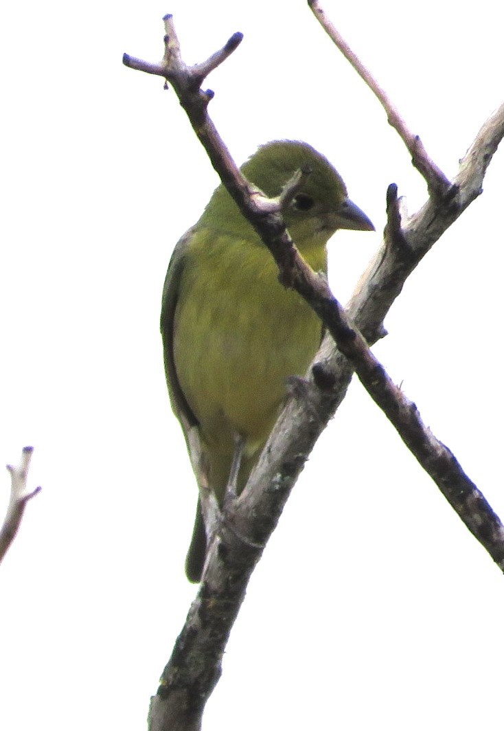 Painted Bunting - ML641085915