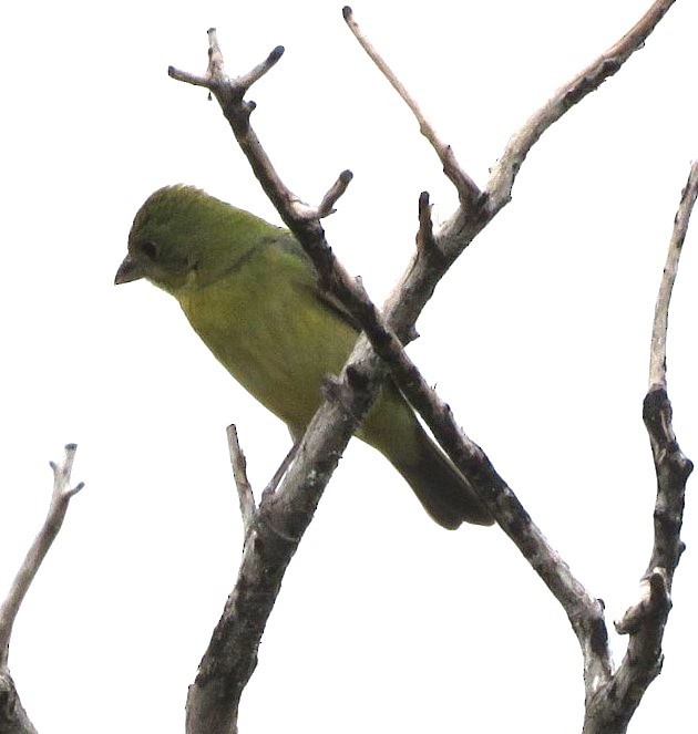 Painted Bunting - ML641085920