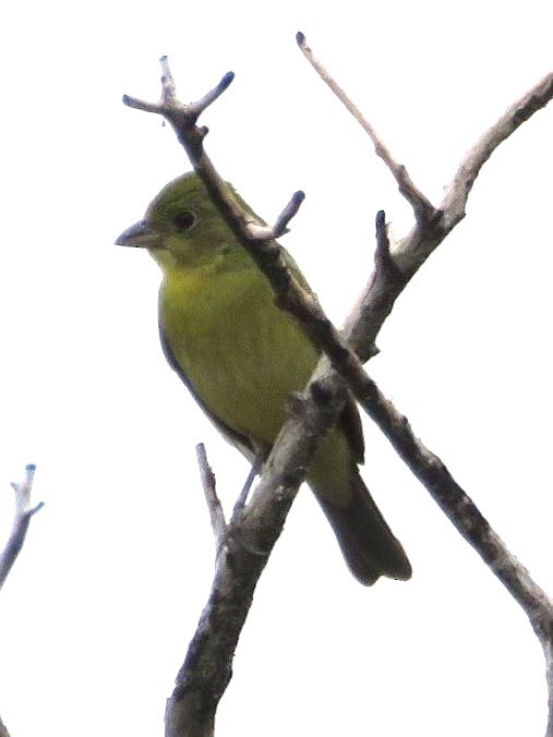 Painted Bunting - ML641085929