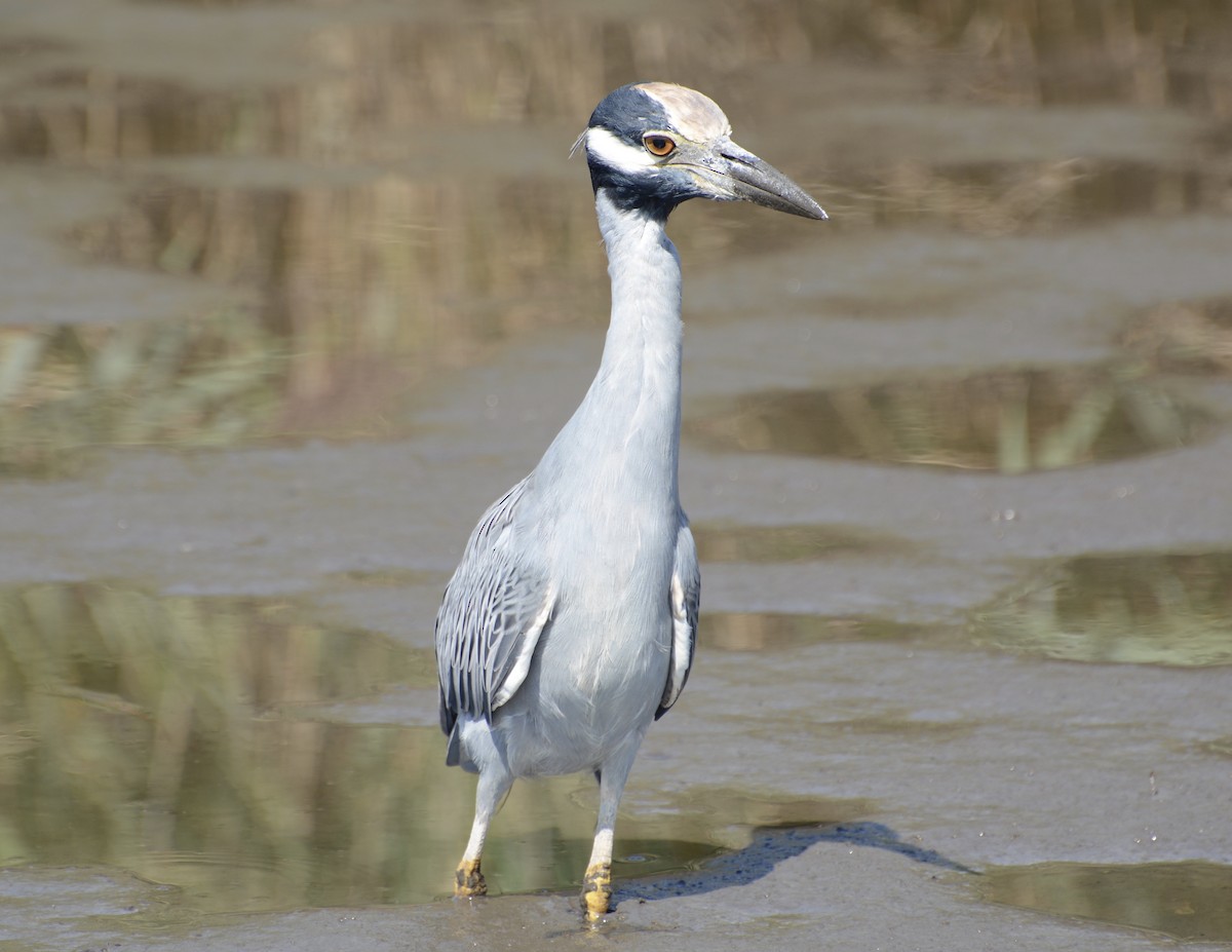 Yellow-crowned Night Heron - ML641085961