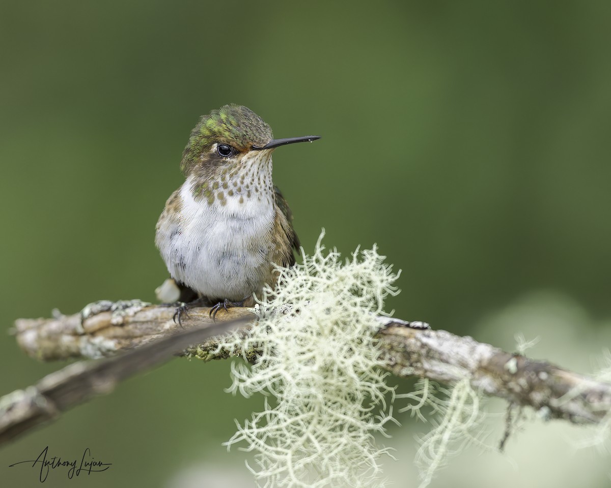 Volcano Hummingbird - ML641085968