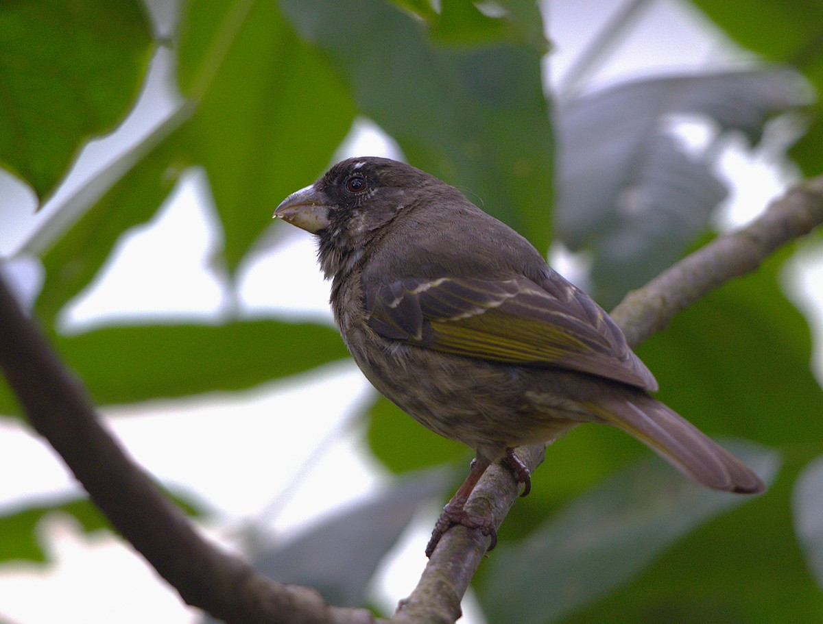 Thick-billed Seedeater - ML641085990