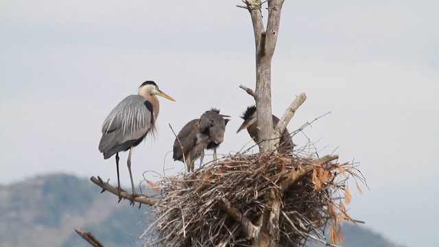 Great Blue Heron - ML641086008