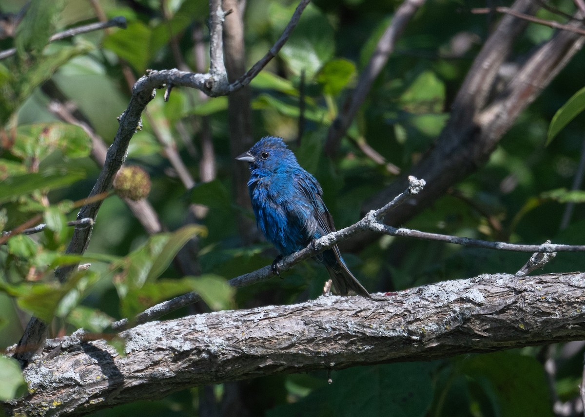 Indigo Bunting - ML641086010