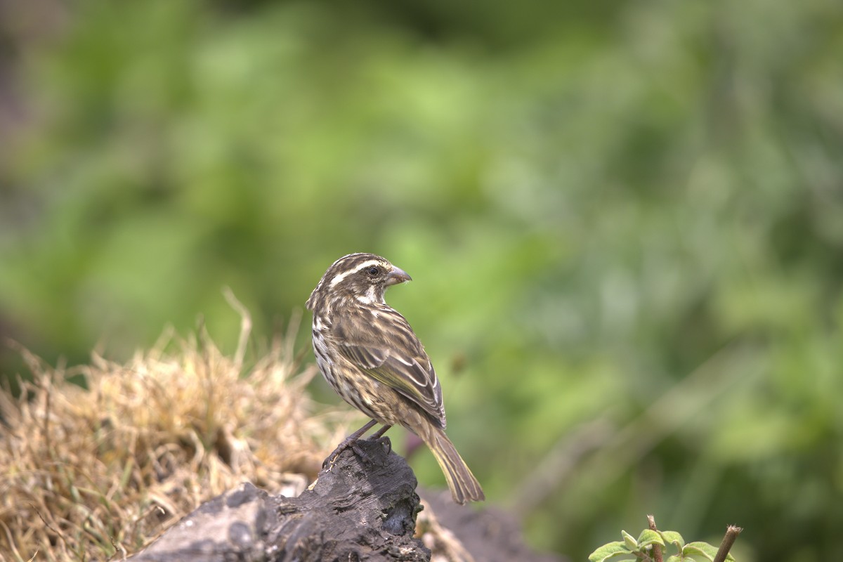 Streaky Seedeater - ML641086011