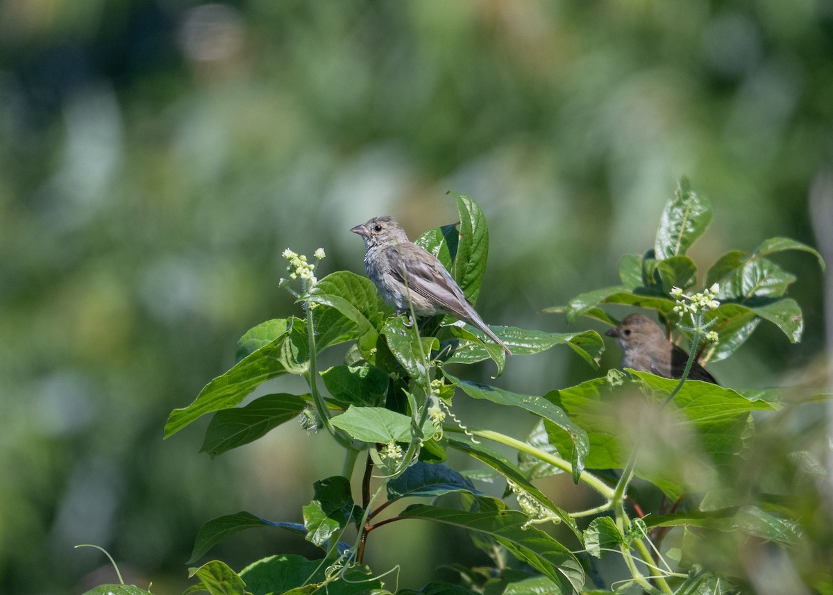 Indigo Bunting - ML641086018